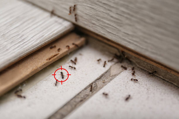 Best Wildlife Control Services  in Pis, AR